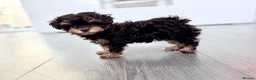 Maltipoo dogs for sale: 💝 Stunning Maltipoo girl 💝 - Advert 10
