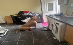 Presa Canario dogs for sale: Male cane corso cross in Chester-le-Street - Image 4