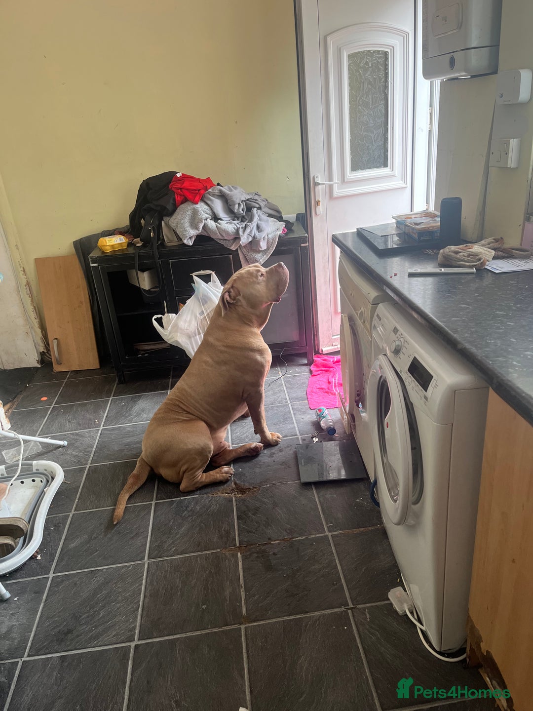 Presa Canario dogs for sale: Male cane corso cross in Chester-le-Street - Image 4