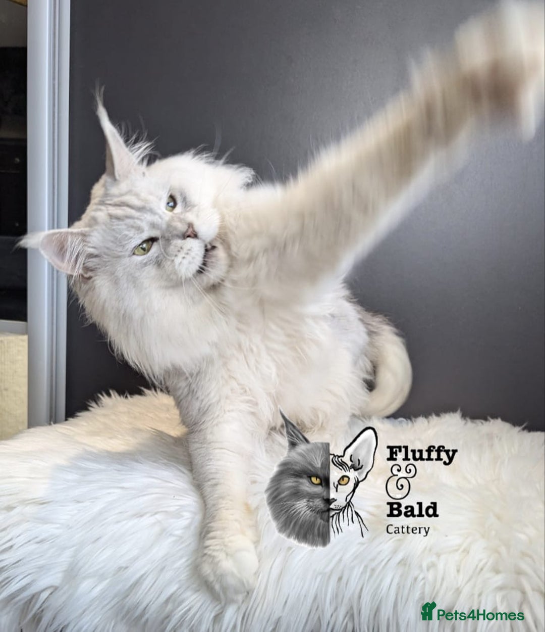 Maine Coon cats for sale: Blue shaded stud boy  - Image 4
