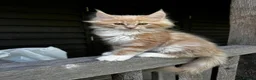 Maine Coon cats for sale: Stunning XL Maine Coon Kittens - Advert 6