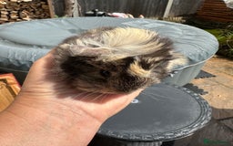Guinea Pig rodents for sale: 2 pretty baby guinea pigs looking homes. - Image 7