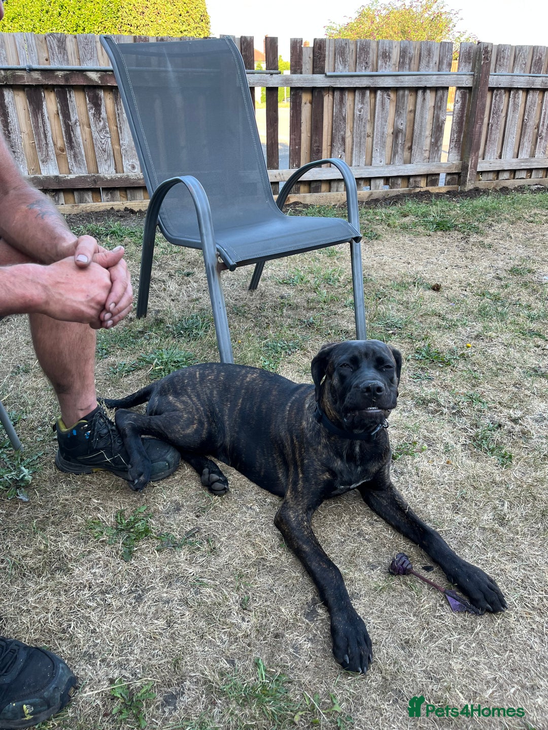 Cane Corso dogs for sale: Cane corso female  - Advert 5