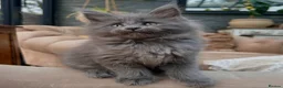 Maine Coon cats for sale: Rare Blue Smoke Maine Coon Kittens – Exceptional  - Advert 2
