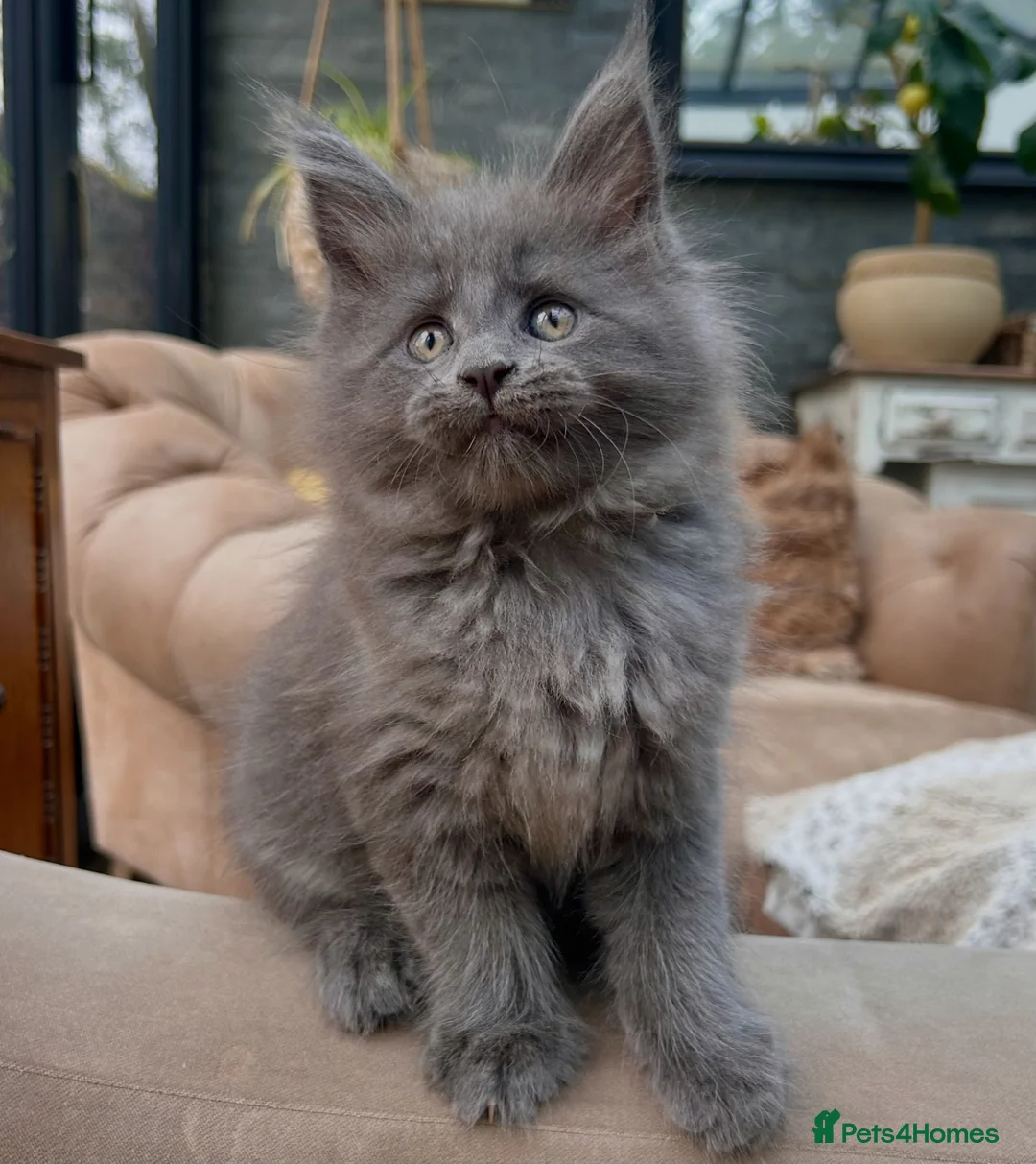 Maine Coon cats for sale: Rare Blue Smoke Maine Coon Kittens – Exceptional  - Advert 2