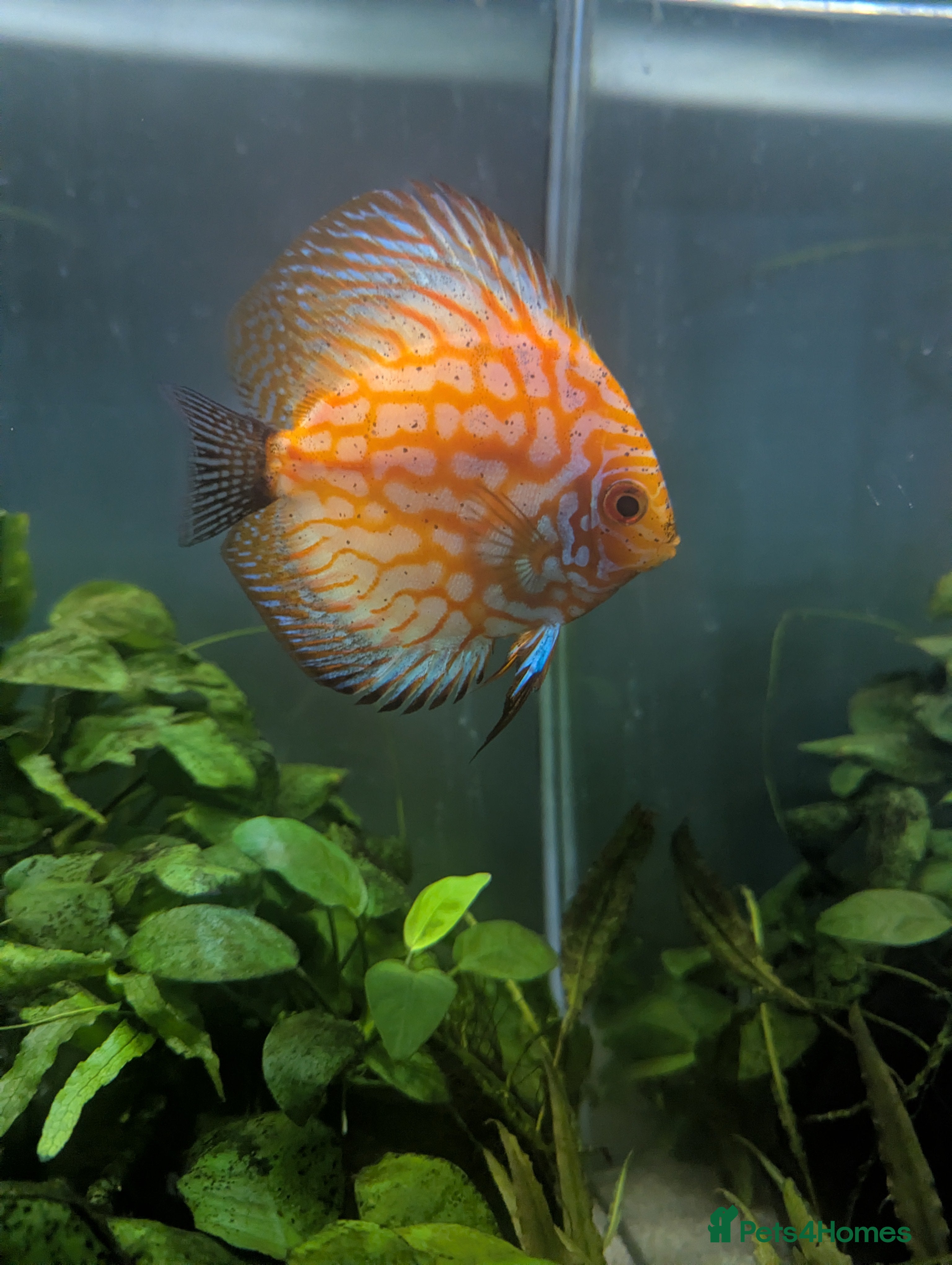 Discus fish Discus Fish - Advert 1