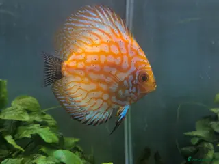 Discus fish Discus Fish - Advert 1