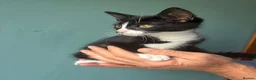 Mixed Breed cats for sale: Gorgeous kittens  - Advert 10