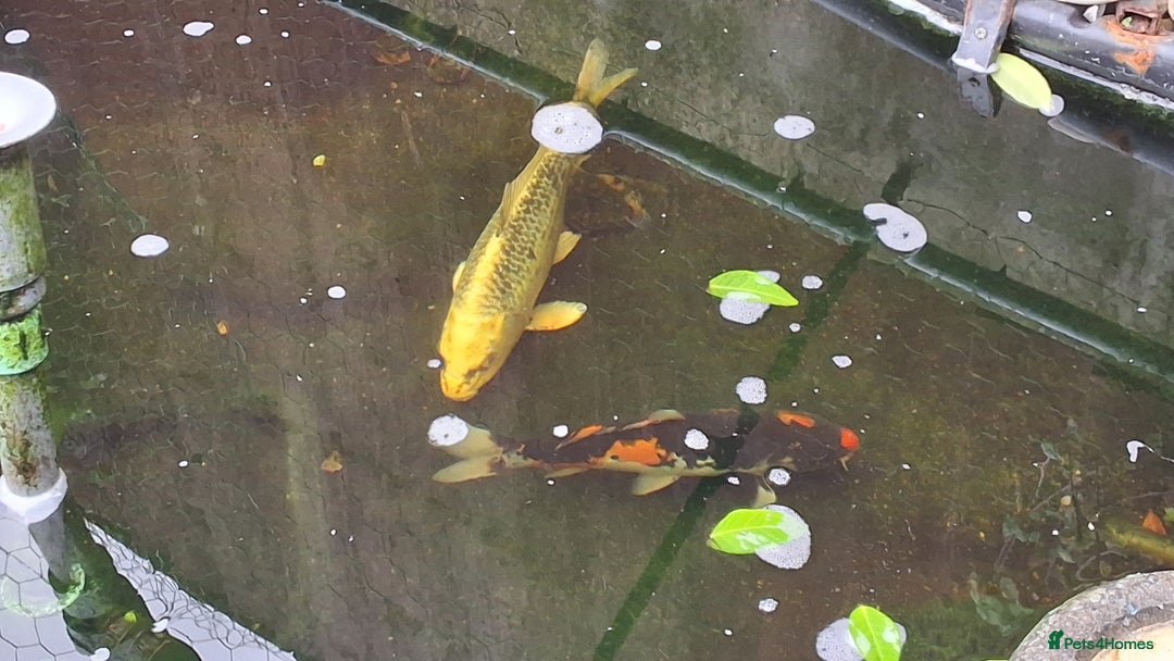 Koi Carp fish for sale: 3 x koi carp - Image 3