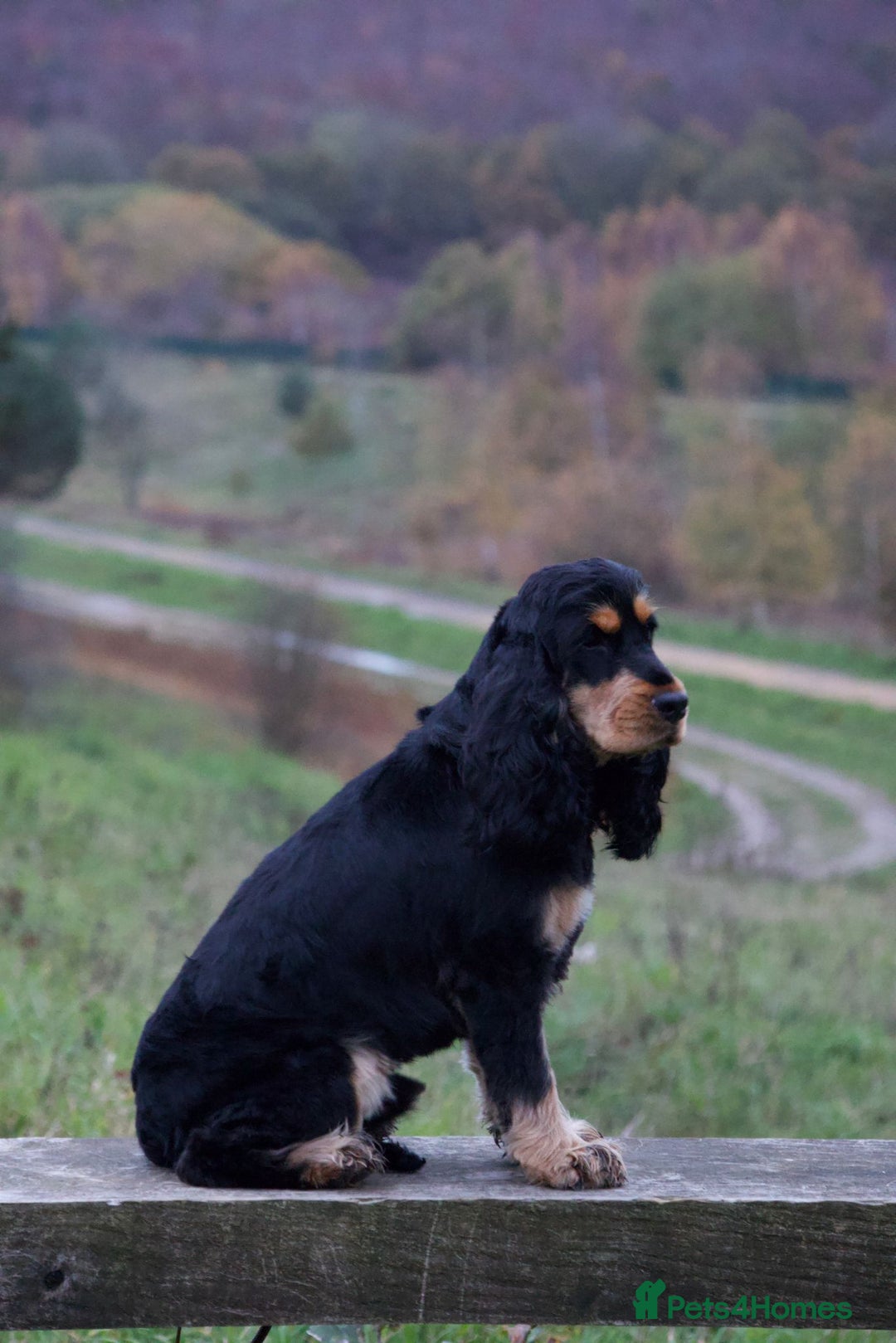 Cocker Spaniel dogs for stud: FOR STUD ONLY BLACK /TAN SHOW COCKER KC REG  - Advert 6