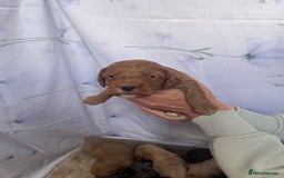 Cockapoo dogs for sale: F1 cockapoo puppies - Image 9