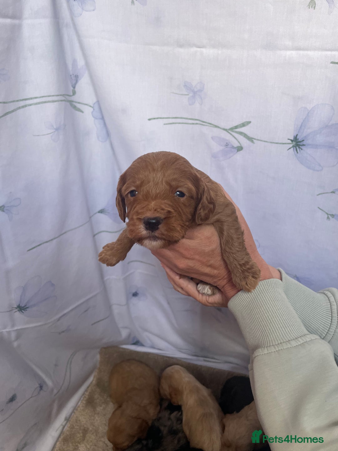 Cockapoo dogs for sale: F1 cockapoo puppies - Image 9