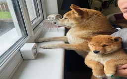 Japanese Shiba Inu dogs for sale: Last but not least beautiful Shiba  KC boy in Inverness - Image 3