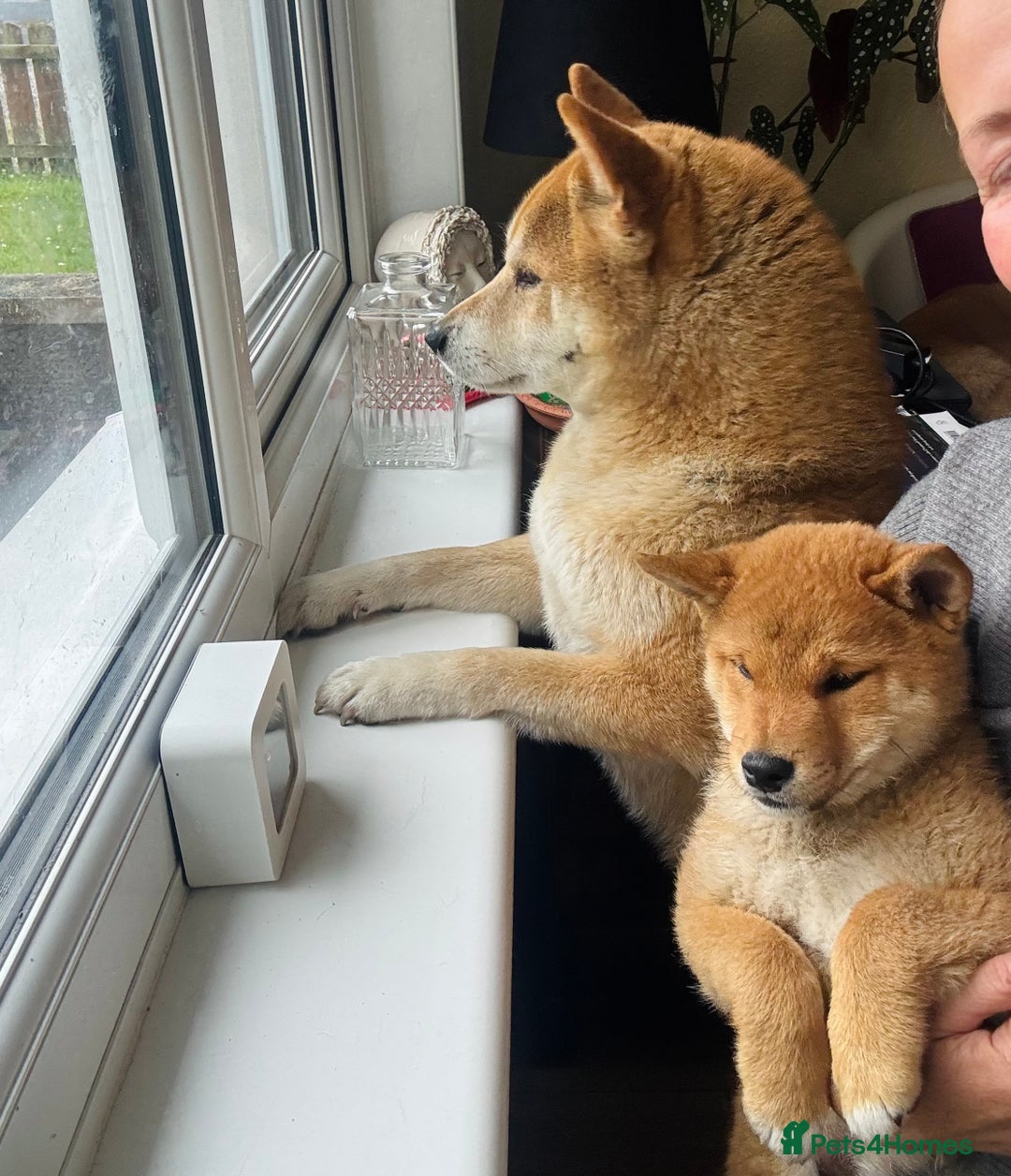 Japanese Shiba Inu dogs for sale: Last but not least beautiful Shiba  KC boy in Inverness - Image 3