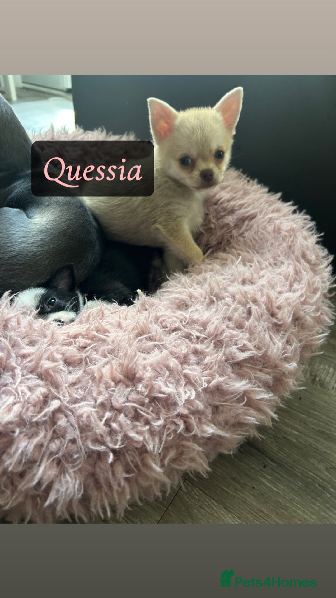 Chihuahua dogs for sale: READY NOW chihuahua x Pom puppies  - Image 21