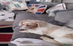 Miniature Dachshund dogs for sale: Male long hair dachshund  - Image 6