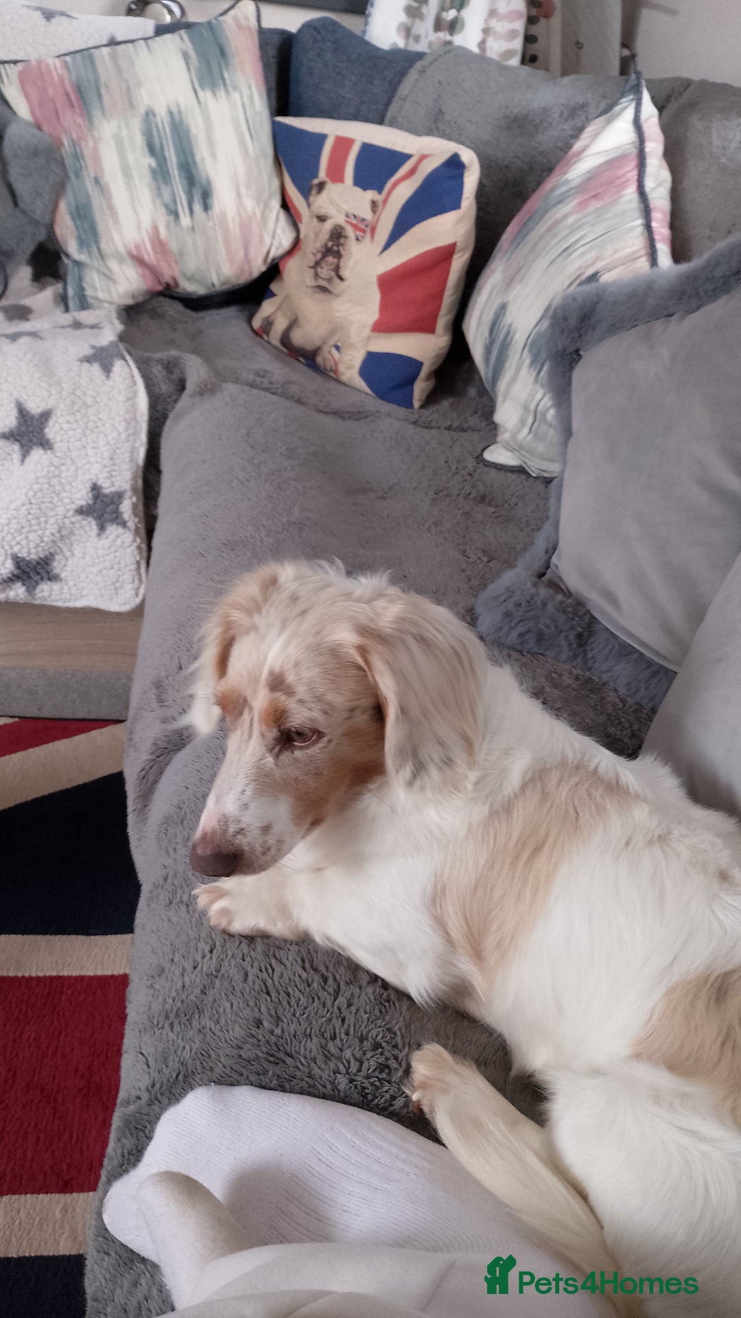 Miniature Dachshund dogs for sale: Male long hair dachshund  - Image 6