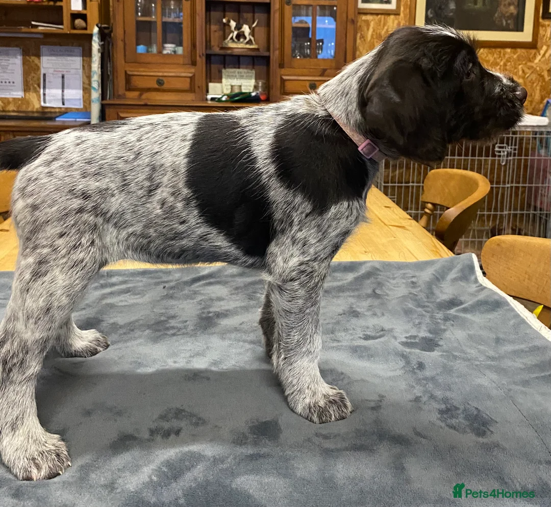 German Wirehaired Pointer dogs for sale: KC Registered German Wirehiared Pointer Pups - Advert 5