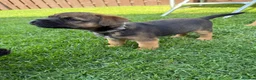 Border Terrier dogs for sale: Border terrier puppies  - Advert 12