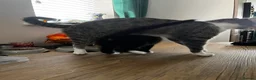 Mixed Breed cats for sale: Beautiful little Gizmo(Gizzy) kitten in Hayling Island - Advert 7