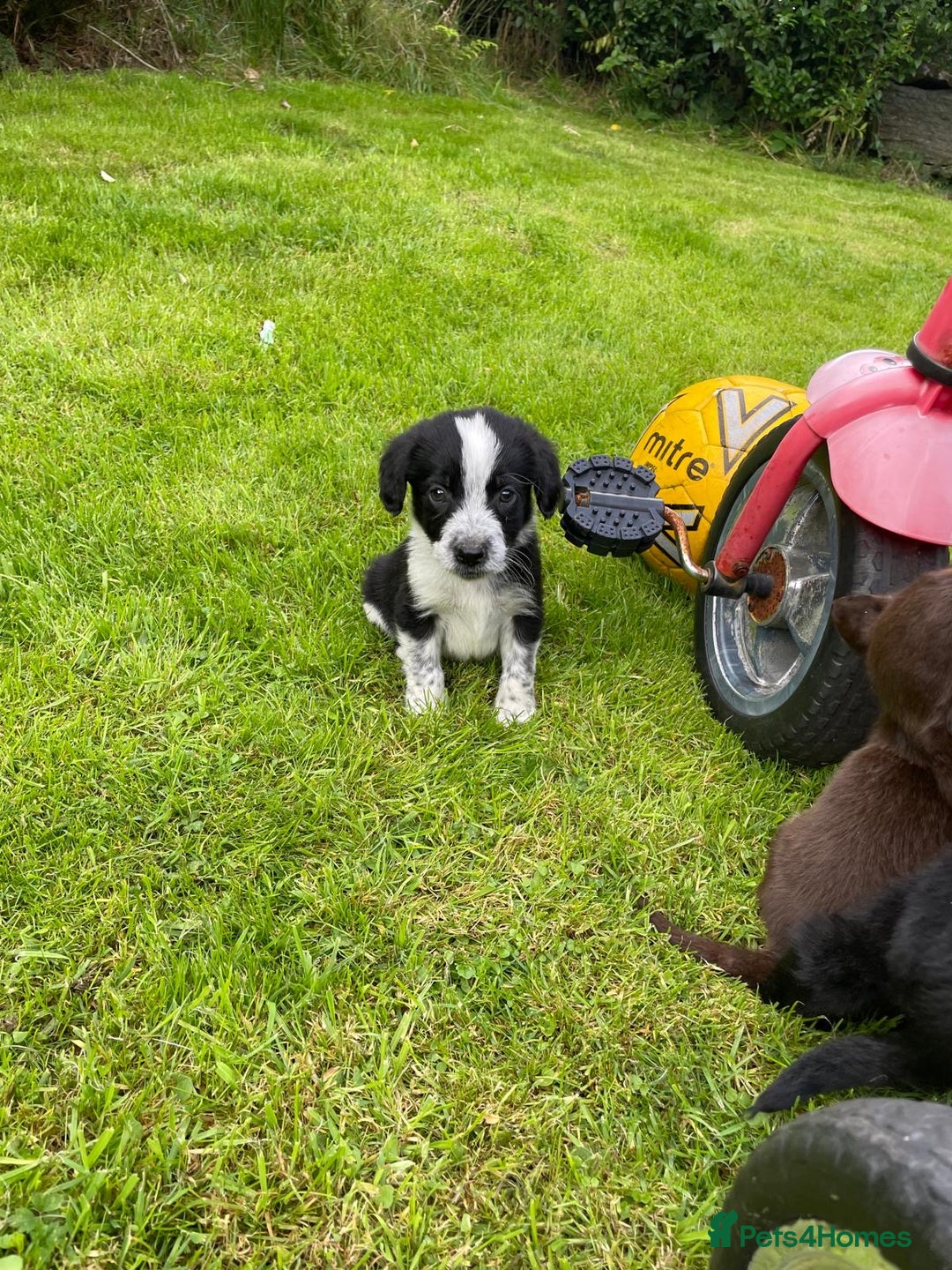 Mixed Breed dogs for sale: Sprollie puppies ❤️ - Image 5