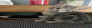 Mixed Breed Kitten 4