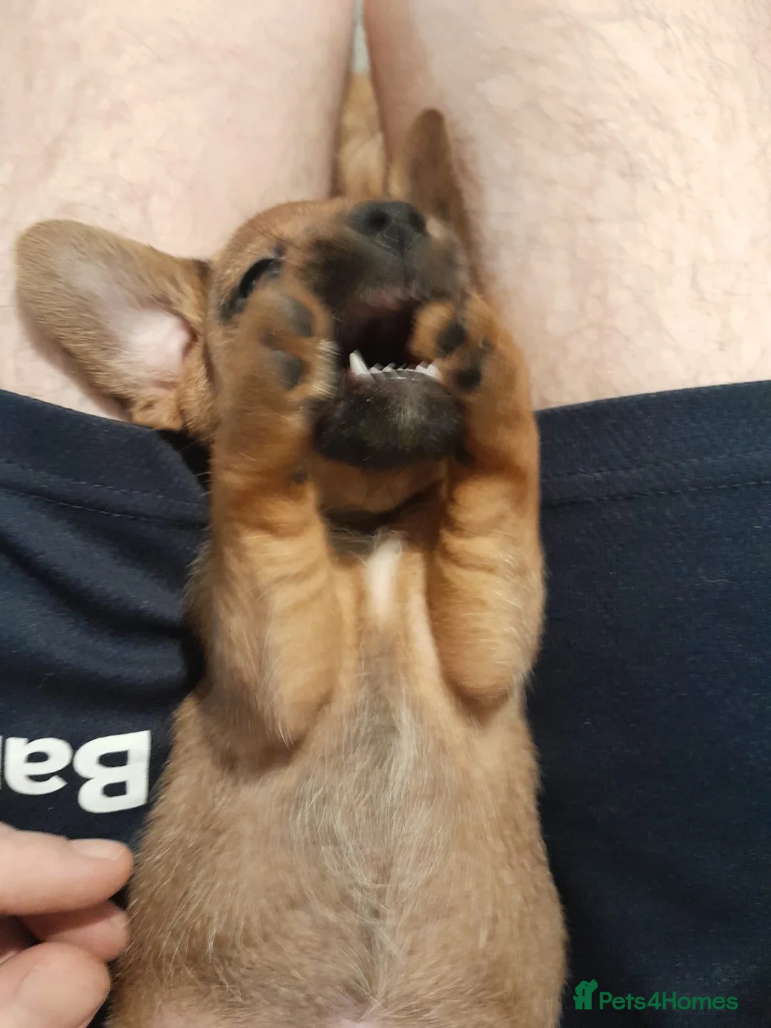 Mixed Breed dogs for sale: Cairn terriers - Advert 2