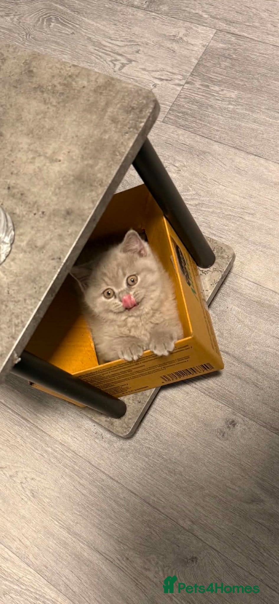 British Shorthair cats ❤️💙💗British Shorthair 1 Gilr Lilac  - Advert 2