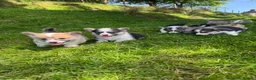 Welsh Corgi Pembroke dogs for sale: Beautiful Natural Bob Tail Pembrokeshire Pups - Advert 1