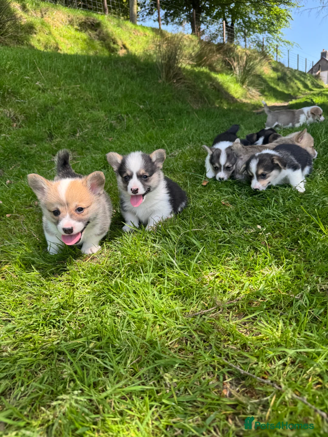 Welsh Corgi Pembroke dogs for sale: Beautiful Natural Bob Tail Pembrokeshire Pups - Advert 1