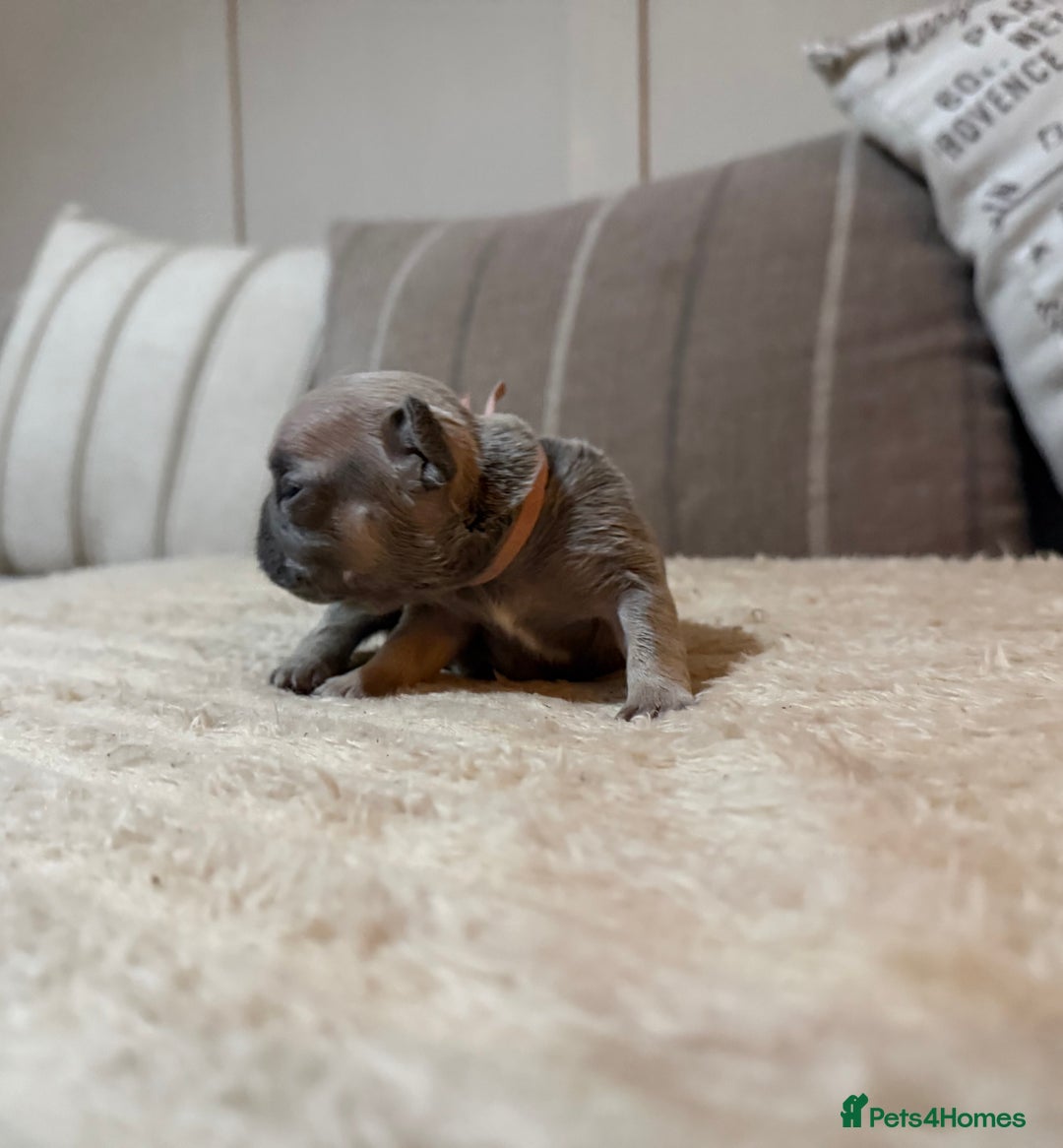French Bulldog dogs for sale: French bulldog puppies - Advert 35
