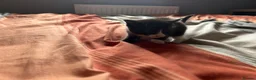British Shorthair cats for sale: Kittens x4 - Advert 21