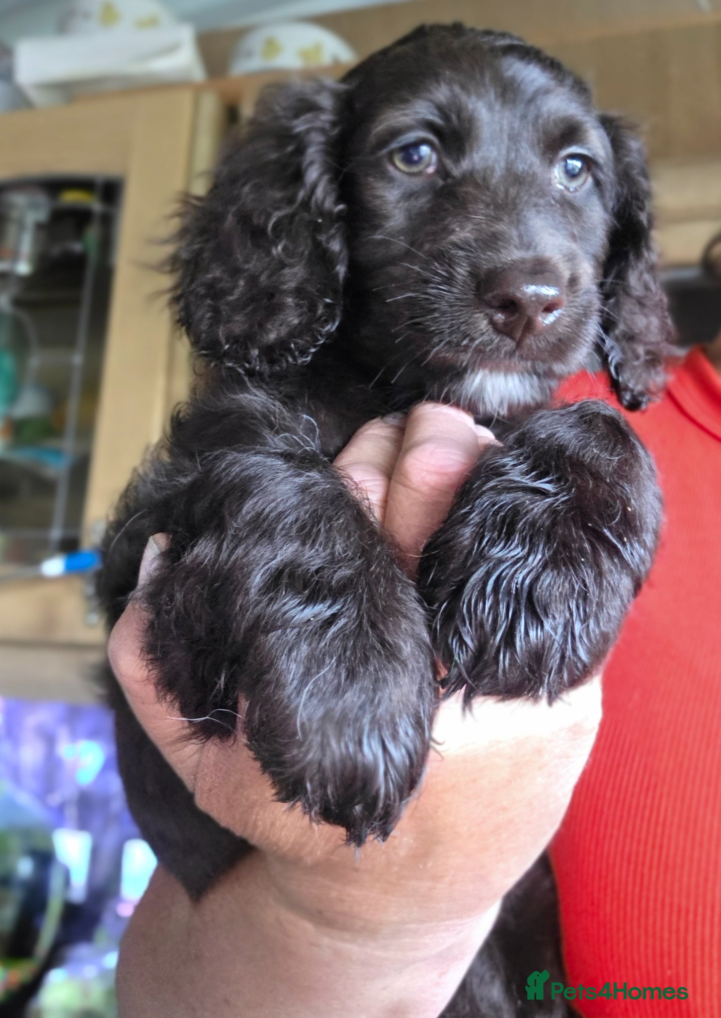 Cockapoo dogs Cockerpoo puppies F1 Reduced One Girl left - Advert 5