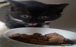 Domestic Shorthair cats for sale: 2 females and 1 male kitten for sale - Image 2