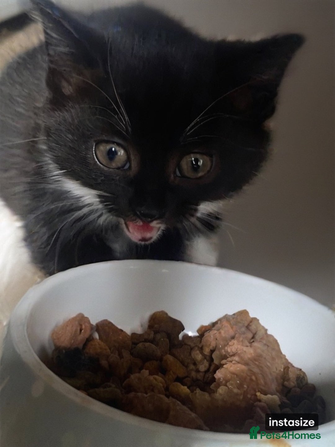 Domestic Shorthair cats for sale: 2 females and 1 male kitten for sale - Image 2