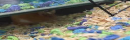 Mouse rodents for sale: X2 Female mice - Advert 6