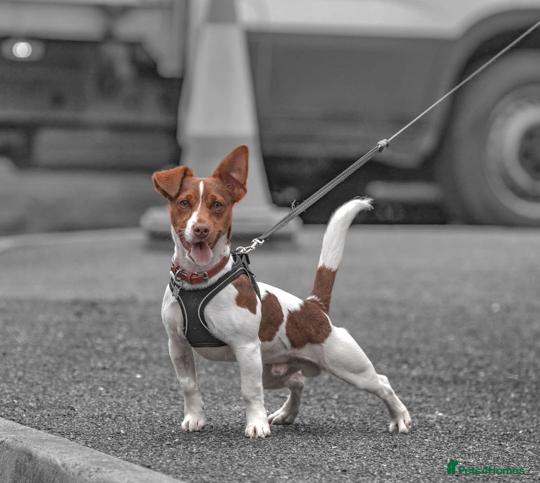 Jack Russell dogs for stud: Jack Russell for stud - Advert 1