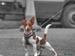 Jack Russell dogs Handsome Jack Russell for stud - Advert 4