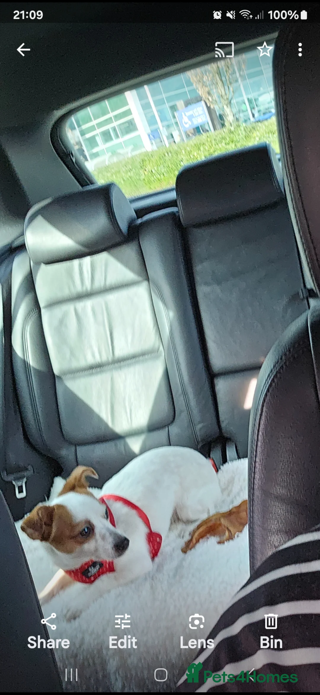 Jack Russell dogs for sale: jack russell  in Bridgnorth - Advert 5