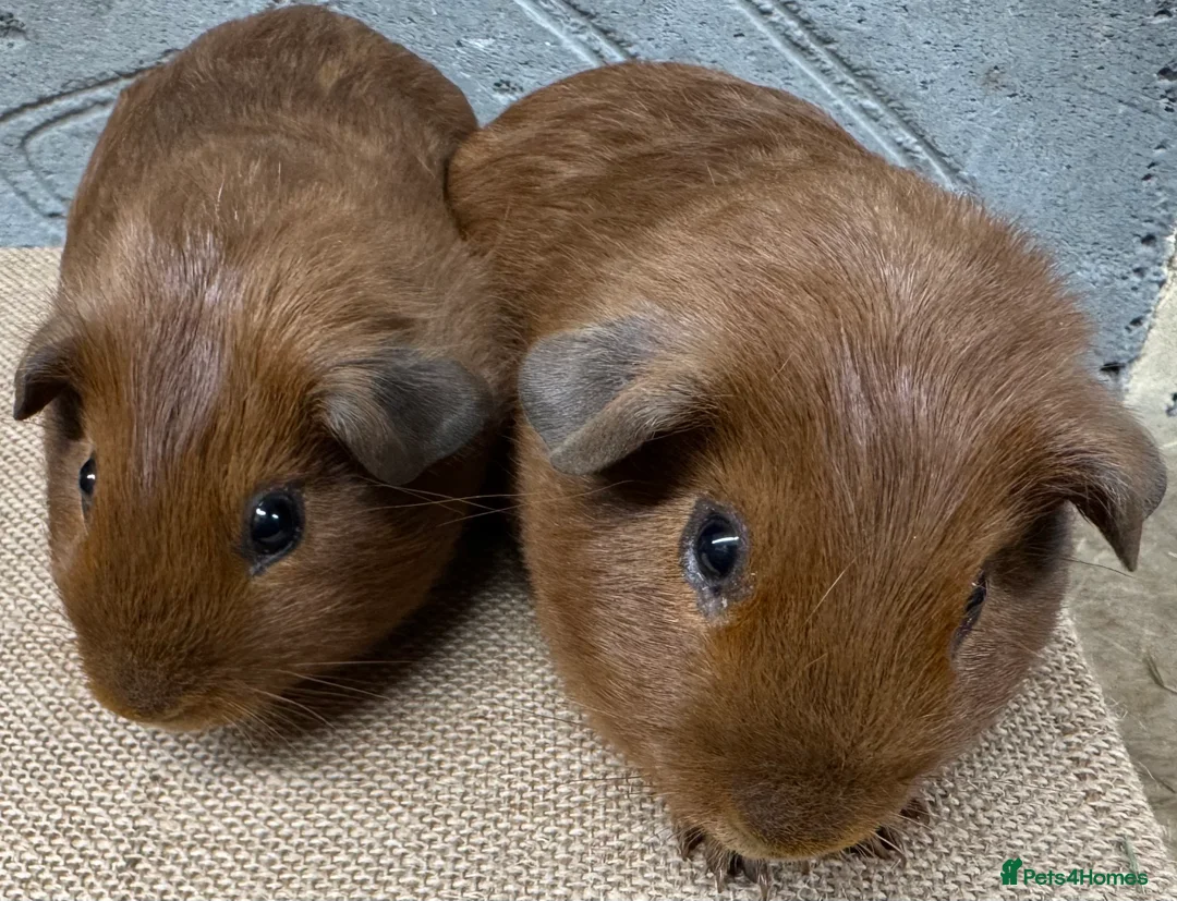 Guinea Pig rodents for sale: Young bonded boy guinea pigs for sale - Advert 3