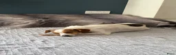Mixed Breed dogs for adoption: Gentle | House Trained | Goofy & Sweet - Advert 8