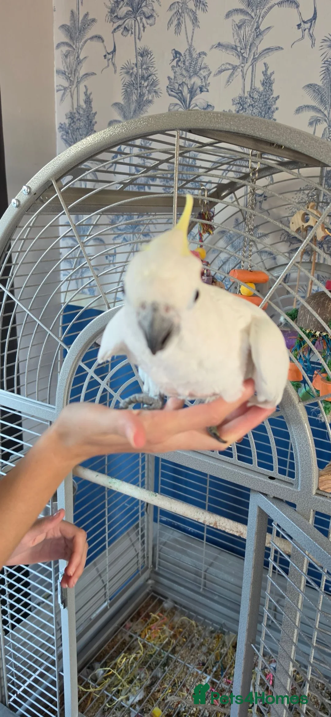 Cockatoo birds for sale: Sulphur crested cockatoo - Advert 2