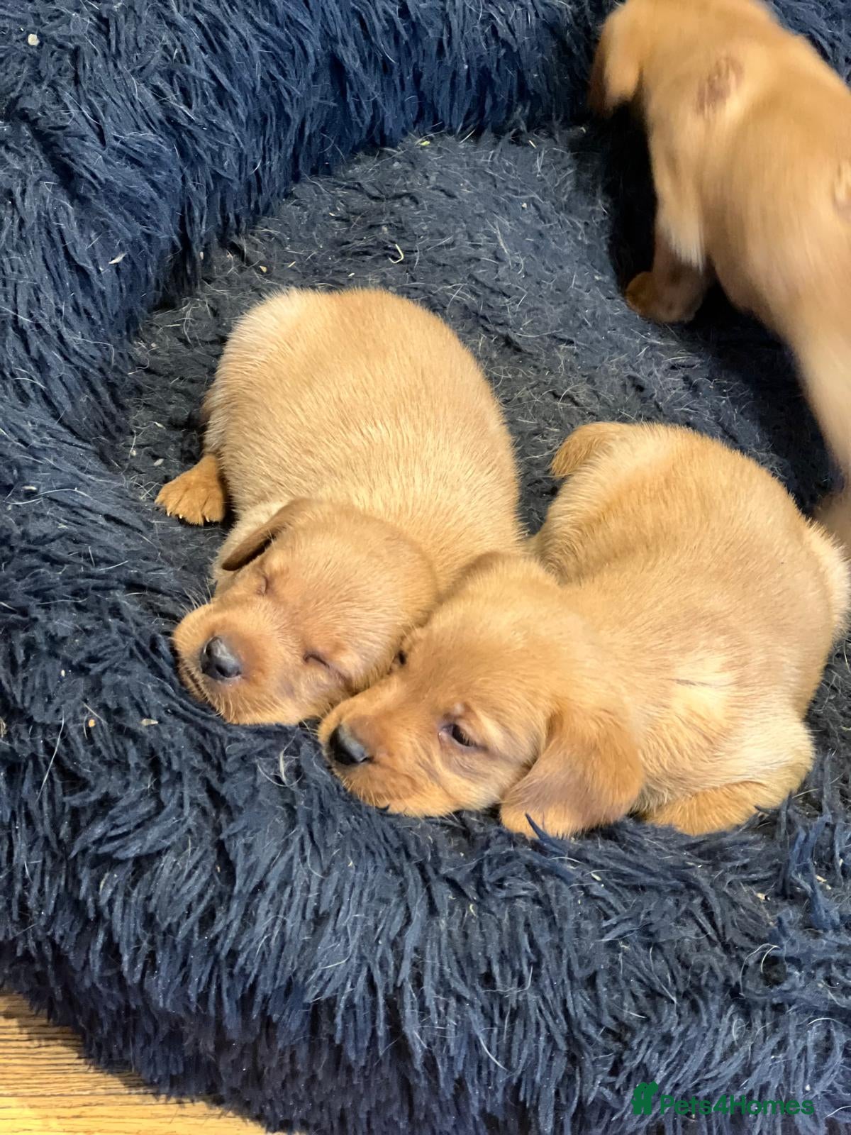 Labrador Retriever dogs 🐶 KC Registered Fox Red Labrador Puppies 🐶 - Advert 10