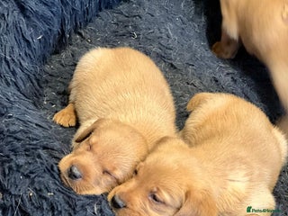 Labrador Retriever dogs 🐶 KC Registered Fox Red Labrador Puppies 🐶 - Advert 2