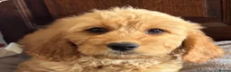 Mini Goldendoodle dogs for sale: Health-Tested Family Happy Sociable Goldendoodles - Advert 7