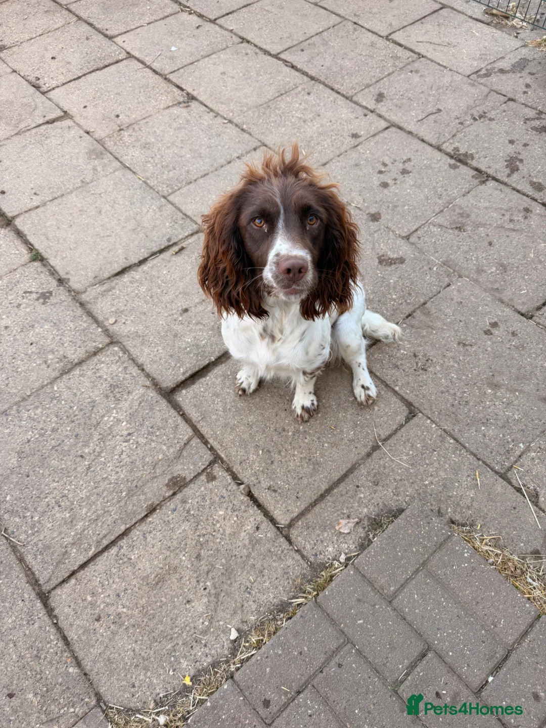 English Springer Spaniel dogs for sale: Kc reg 18 month old springer spaniel bitch  - Advert 2