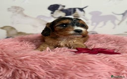 Cockapoo dogs for sale: F1 Cockapoo’s **fully DNA tested** - Image 10
