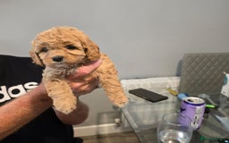 Cavapoo dogs for sale: REDUCED AMAZING F1 cavapoo puppies  - Image 22