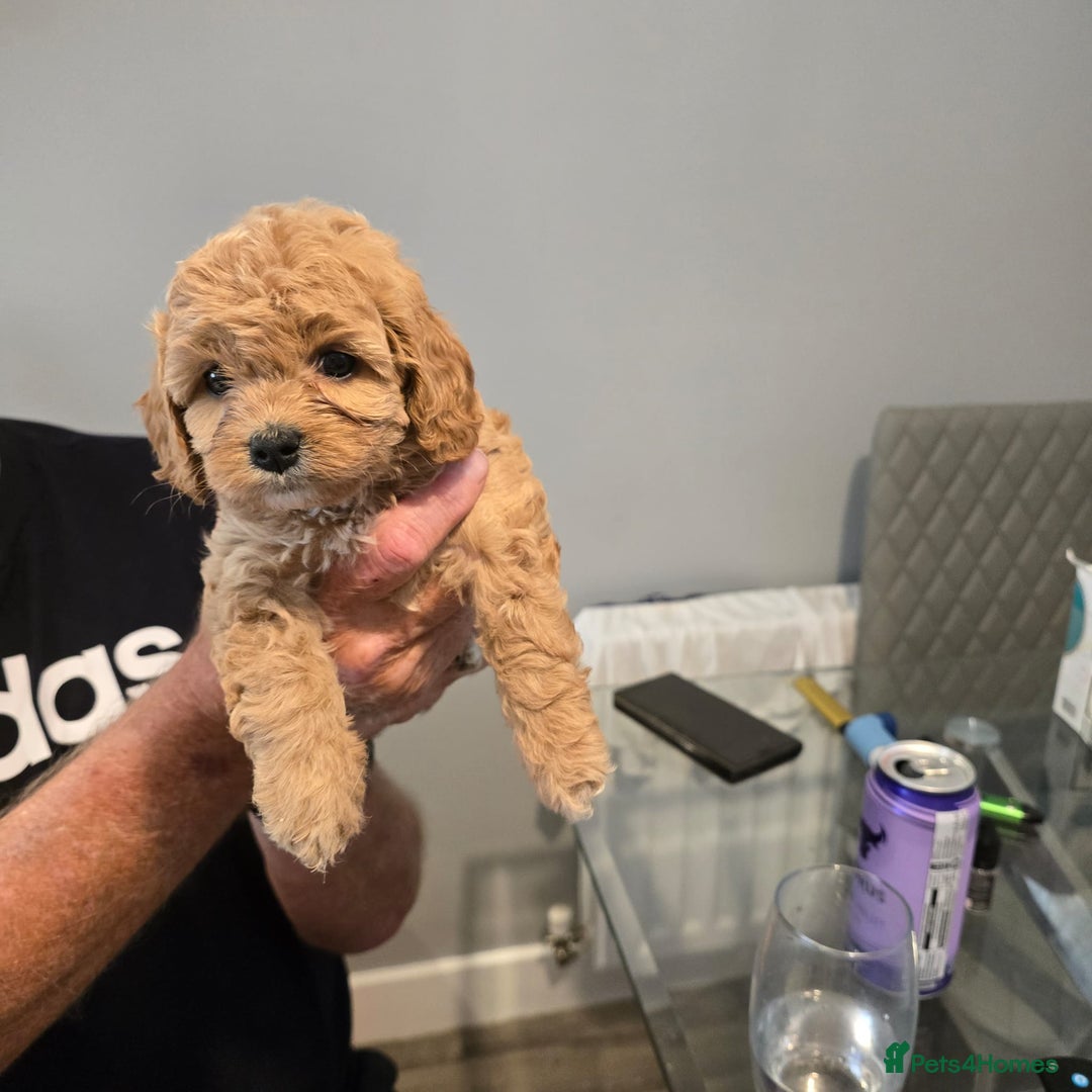Cavapoo dogs for sale: REDUCED AMAZING F1 cavapoo puppies  - Image 22