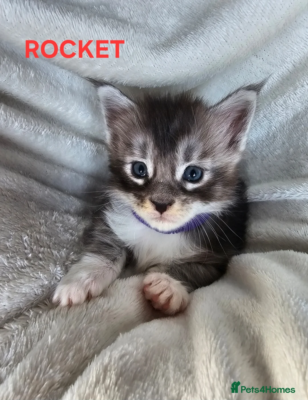 Maine Coon cats for sale: Champion bloodline maine coon kittens TICA - Advert 33